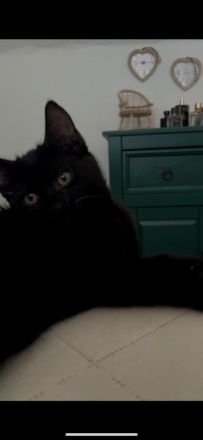 babykater absofort abzugeben