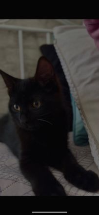 babykater absofort abzugeben