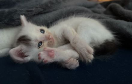 Katzenbabies suchen liebevolles Zuhause!