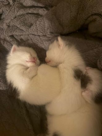 Katzenbabies suchen liebevolles Zuhause!