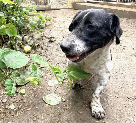 Grisu - möchte Einzelprinz werden