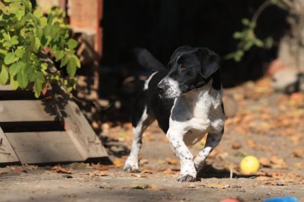Grisu - möchte Einzelprinz werden