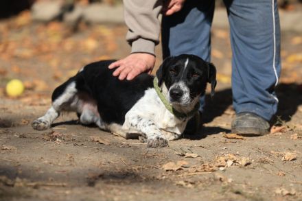 Grisu - möchte Einzelprinz werden