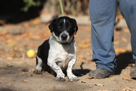 Grisu - möchte Einzelprinz werden