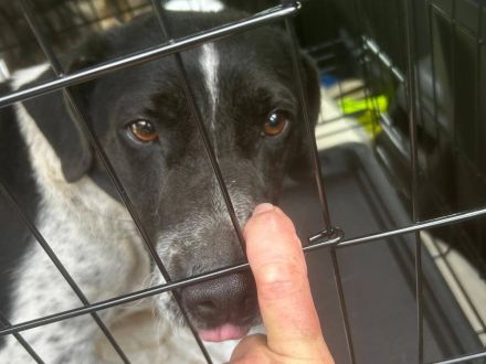 Grisu - möchte Einzelprinz werden