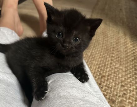 BKH Katzenbabys schwarz