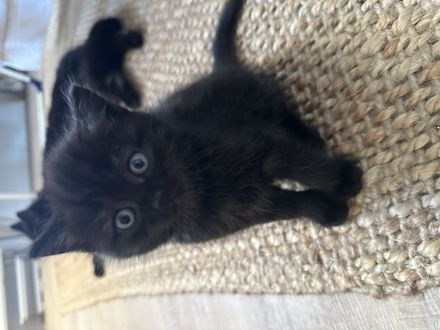 BKH Katzenbabys schwarz