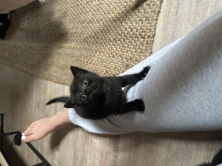 BKH Katzenbabys schwarz