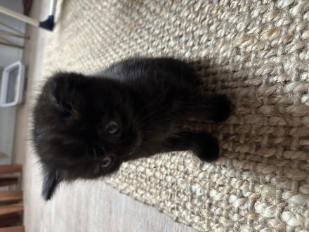 BKH Katzenbabys schwarz