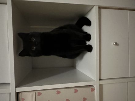 BKH Katzenbabys schwarz