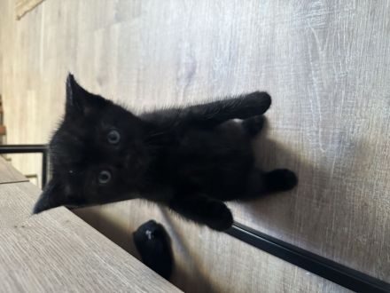 BKH Katzenbabys schwarz
