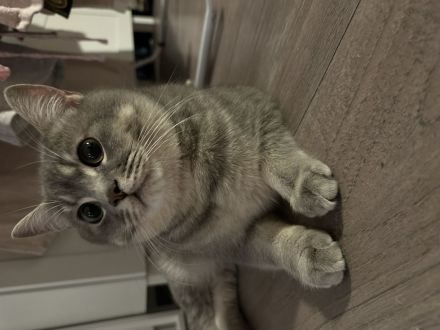 BKH Katzenbabys schwarz