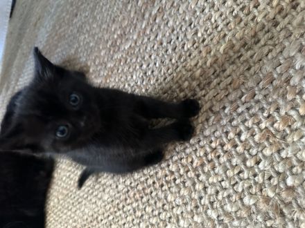 BKH Katzenbabys schwarz