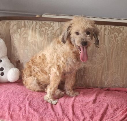 Luca - sucht das beste Zuhause - ist auf einer Pflegestelle in 43844 Wegberg