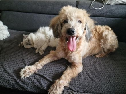 Luca - sucht das beste Zuhause - ist auf einer Pflegestelle in 43844 Wegberg