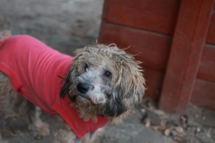 Luca - sucht das beste Zuhause - ist auf einer Pflegestelle in 43844 Wegberg