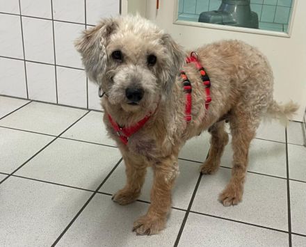 Luca - sucht das beste Zuhause - ist auf einer Pflegestelle in 41844 Wegberg