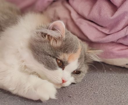 Britisch Langhaar mit Stammbaum