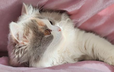 Britisch Langhaar mit Stammbaum