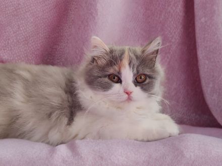 Britisch Langhaar mit Stammbaum