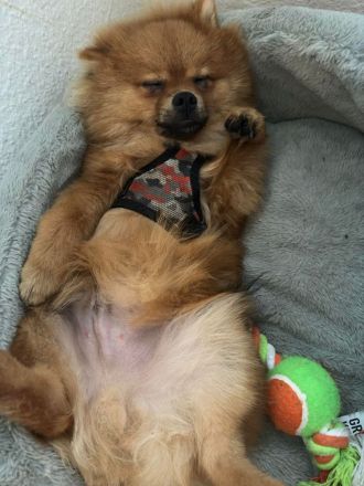 Pomerian/Spitz Rüde 18 Monate