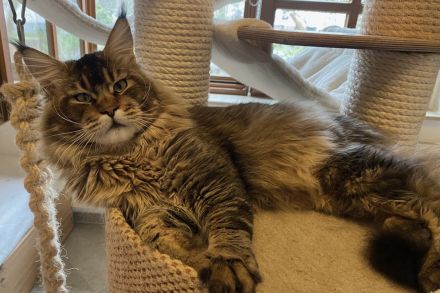 Freundlicher Maine- Coon- Kater sucht neuen Wirkungskreis