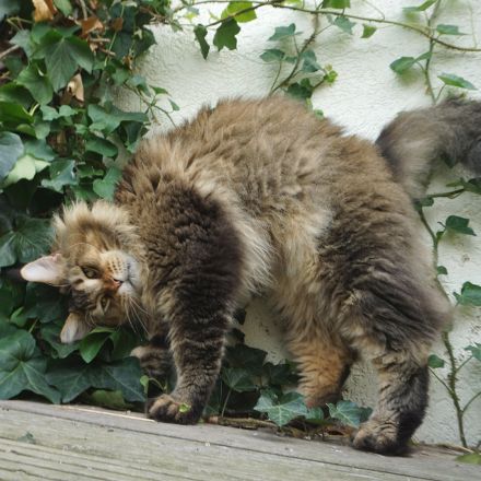 Freundlicher Maine- Coon- Kater sucht neuen Wirkungskreis