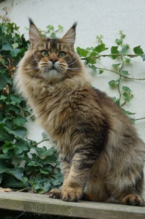 Freundlicher Maine- Coon- Kater sucht neuen Wirkungskreis