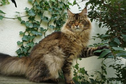 Freundlicher Maine- Coon- Kater sucht neuen Wirkungskreis