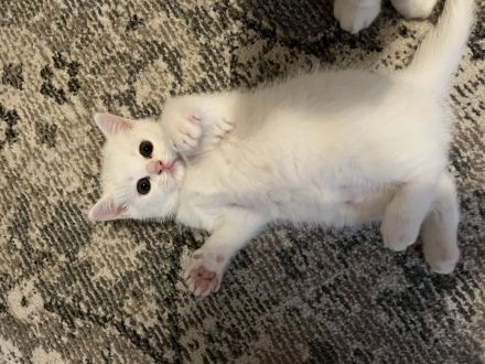 BKH KITTEN WEIẞ weiblich