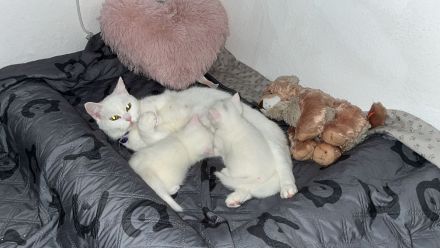BKH KITTEN WEIẞ weiblich