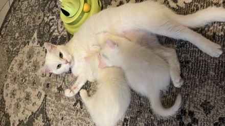 BKH KITTEN WEIẞ weiblich