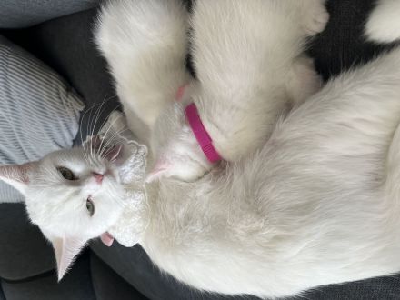 BKH KITTEN WEIẞ weiblich