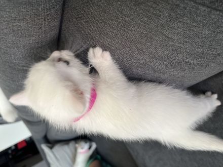 BKH KITTEN WEIẞ weiblich