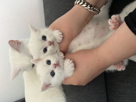BKH KITTEN WEIẞ weiblich
