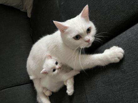 BKH KITTEN WEIẞ weiblich