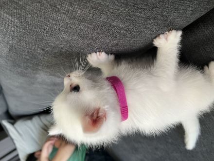 BKH KITTEN WEIẞ weiblich