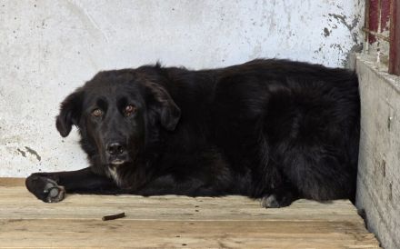 Stiller Wächter Arnie