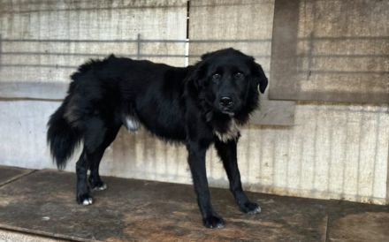 Stiller Wächter Arnie