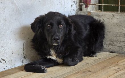 Stiller Wächter Arnie