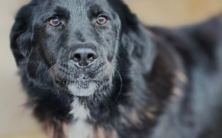 Stiller Wächter Arnie