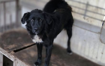 Stiller Wächter Arnie