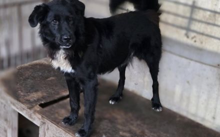 Stiller Wächter Arnie