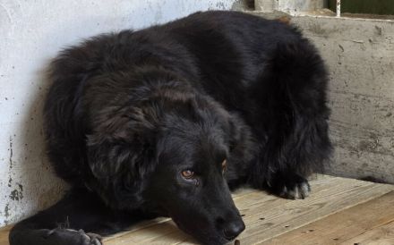 Stiller Wächter Arnie