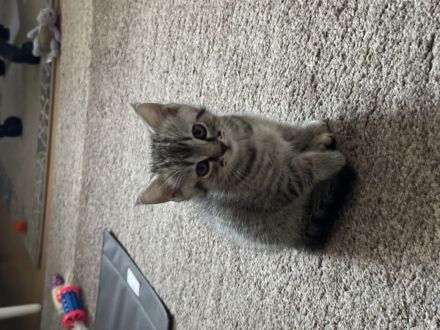 Zwei verspielte Katzenbabys, weiblich, abzugeben – geboren am 23.04.2025