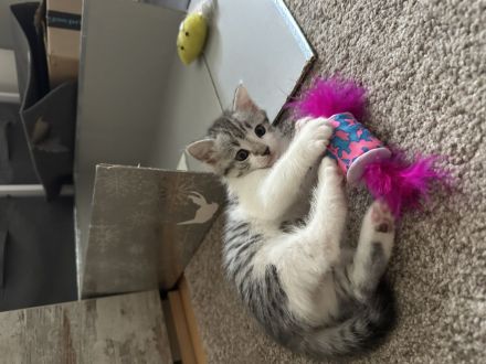 Zwei verspielte Katzenbabys, weiblich, abzugeben – geboren am 23.04.2025