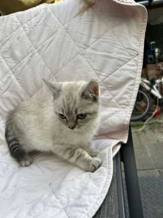 verschmuste BKH kitten suchen Zuhause