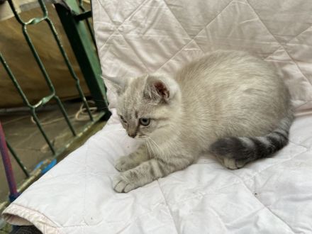 verschmuste BKH kitten suchen Zuhause