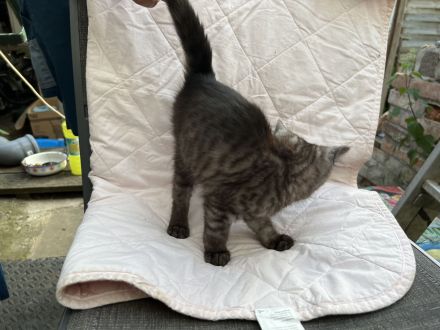 verschmuste BKH kitten suchen Zuhause