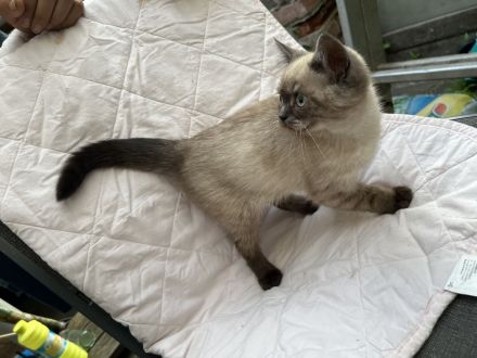 verschmuste BKH kitten suchen Zuhause